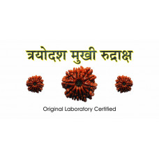 13 Mukhi Rudraksh (1.0)